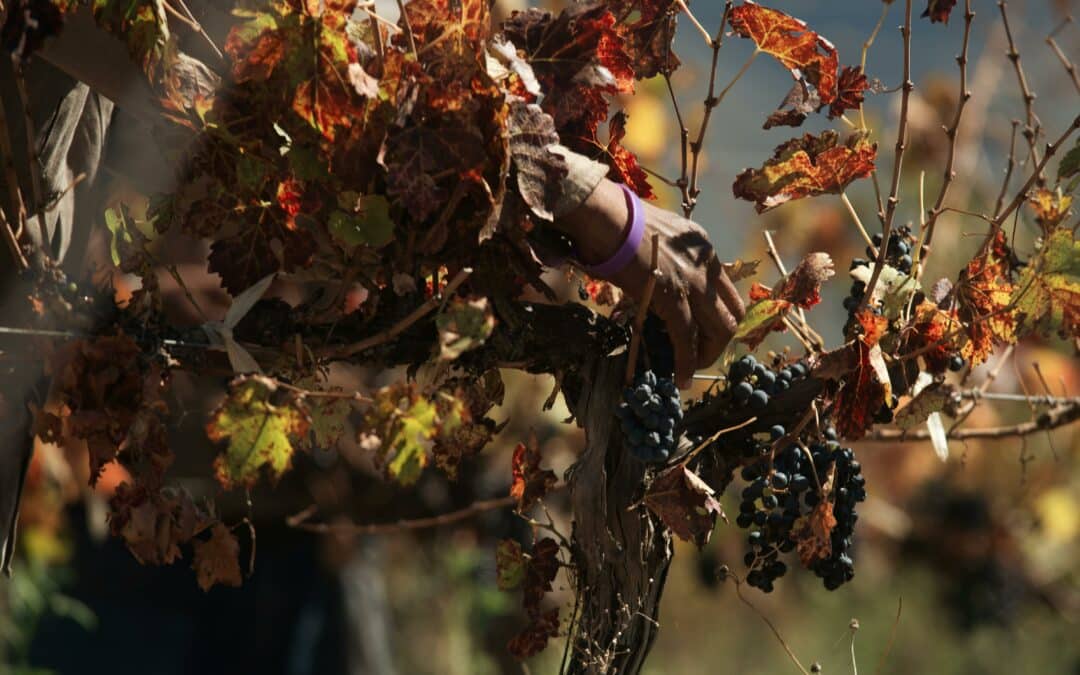Les vendanges : un moment clé pour votre cave à vin
